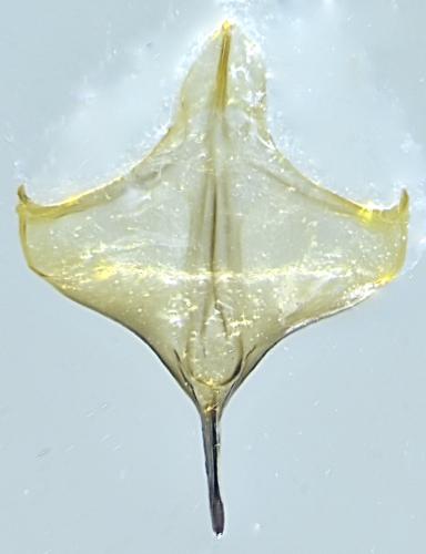Réf. 348 126 : Hylaeus signatus
